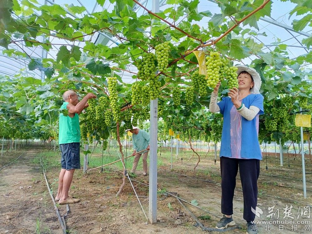 西王村陽光玫瑰葡萄園。通訊員 程愛華 攝.jpg.jpg
