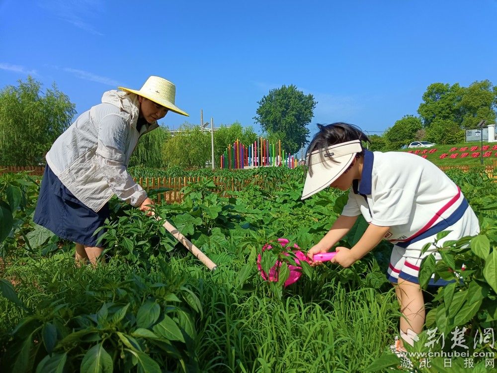 市民帶孩子在共享菜園里鋤草、澆水。通訊員 程愛華 攝.jpg.jpg